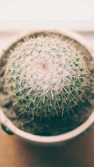 孕初期吃哈密瓜可以吗截图3