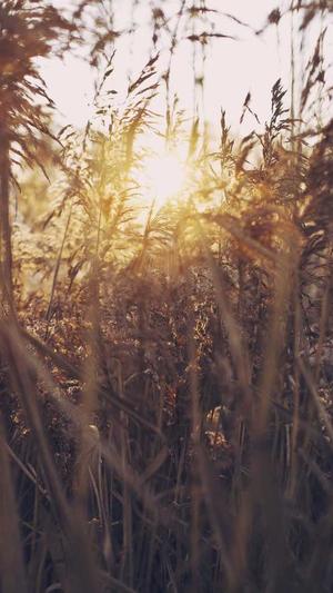 黑料不打烊so导航截图4