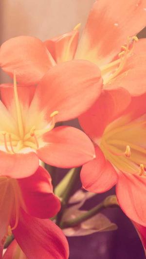 张含韵黑料截图1